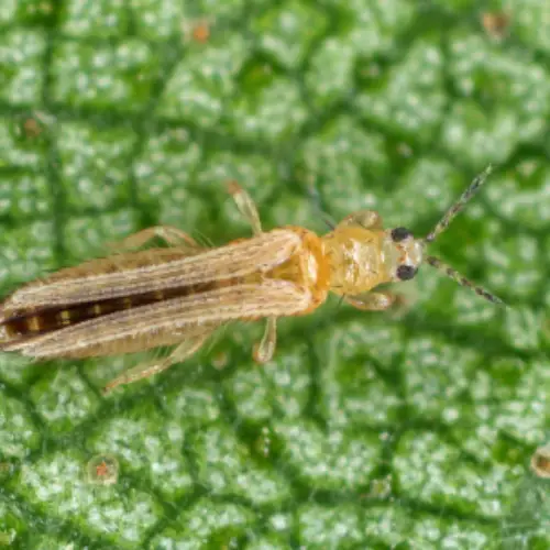 jasmine plant pests thrips