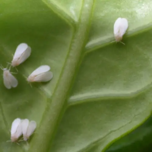 jasmine plant pests whitefly