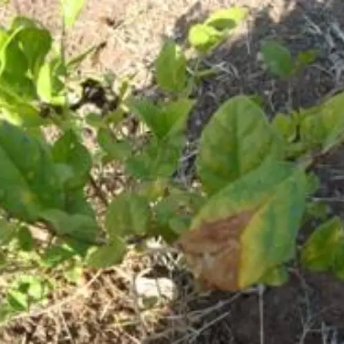 leaf blight