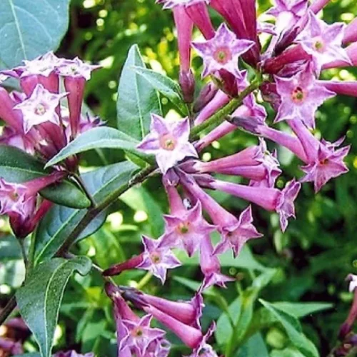 cestrum elegans