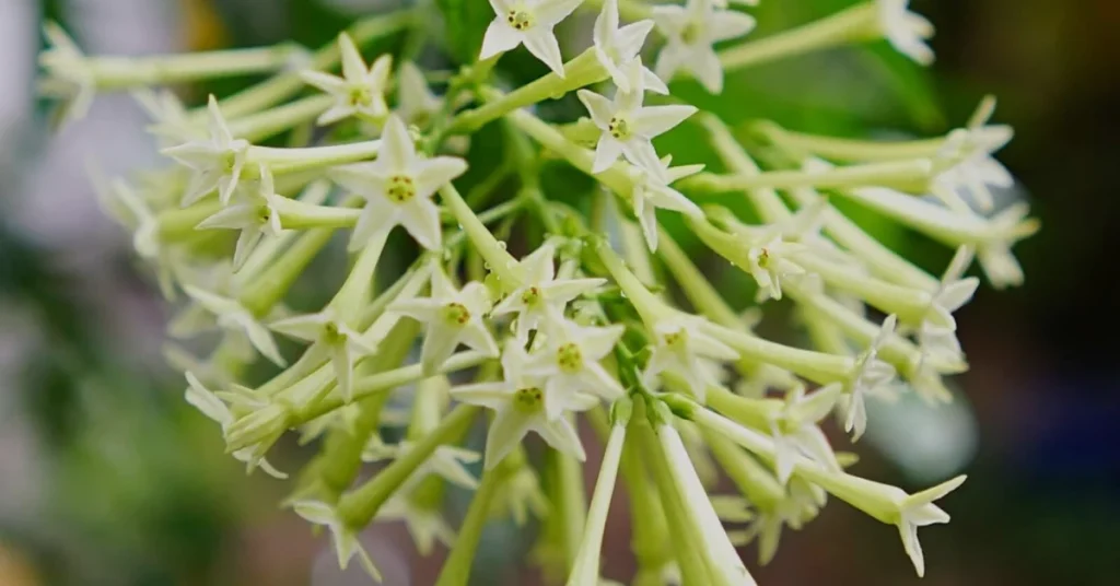 night blooming jasmine image