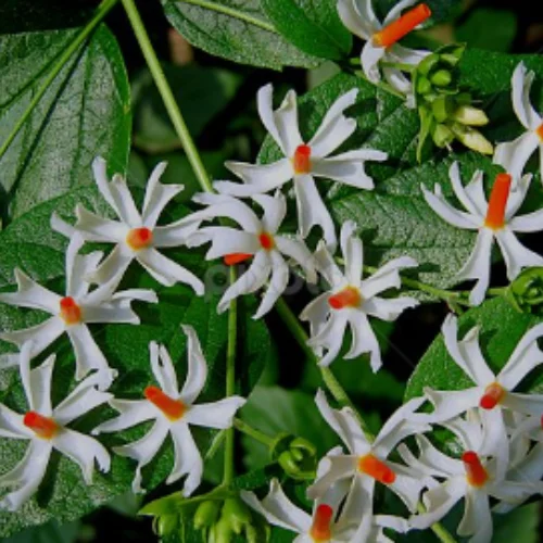 night blooming jasmine