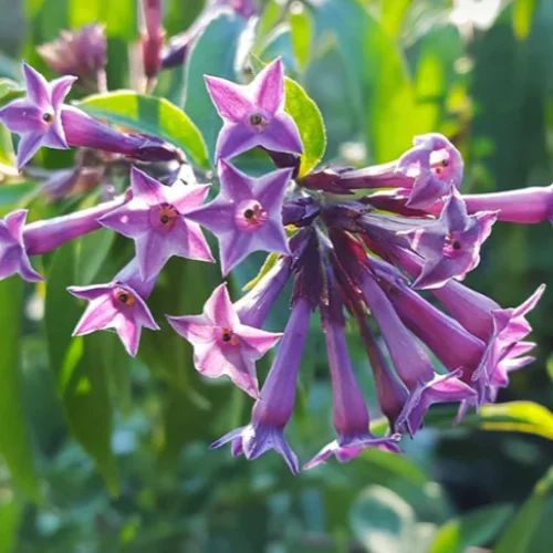 purple jasmine cestrum elegans