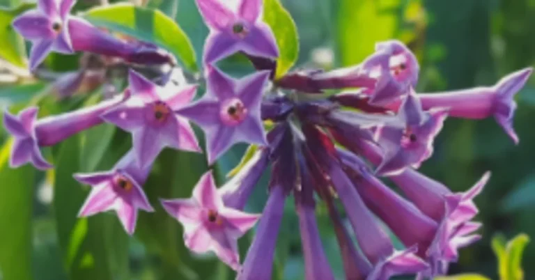 Purple Jasmine: Cestrum Elegans Characteristics and Guide