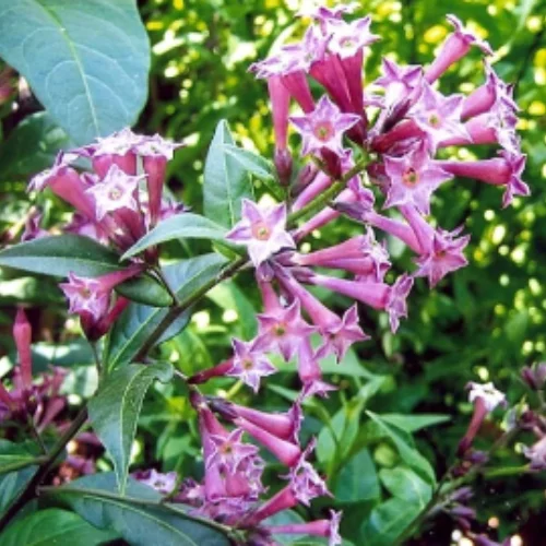 purple jasmine flower