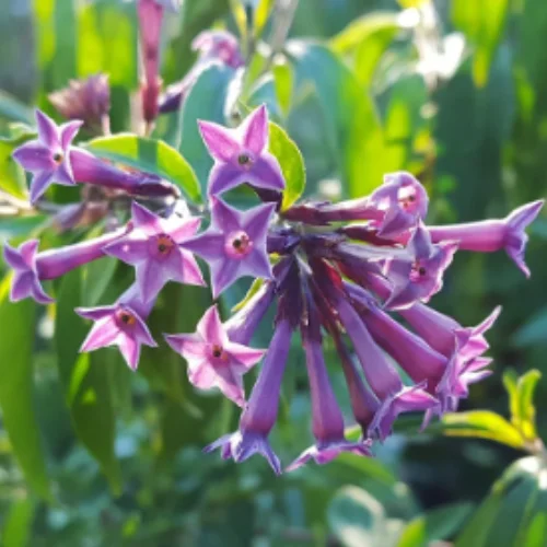 purple jasmine flowers image