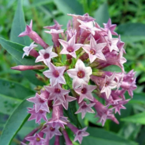 purple jasmine flowers