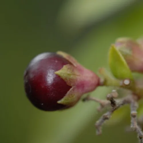 purple jasmine fruit