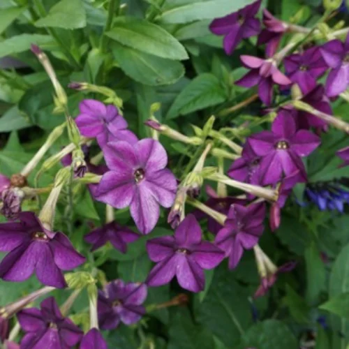 purple jasmine