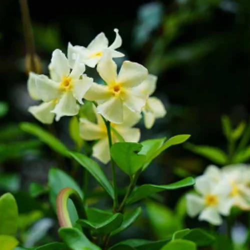 asiatic jasmine flowers