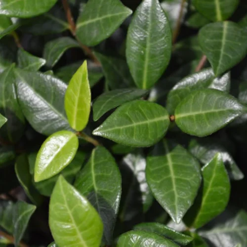 asiatic jasmine leaves