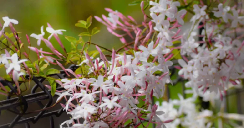can jasmine plants grow indoors