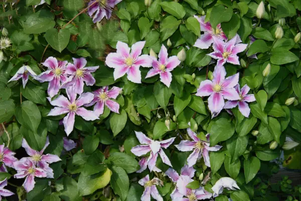 star jasmine companion plant clematis