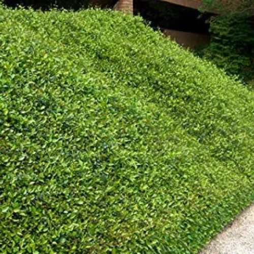 jasmine minima ground cover