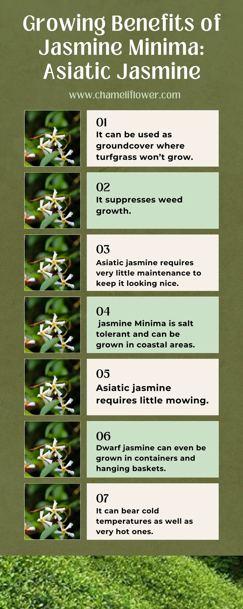 jasmine minima infographic