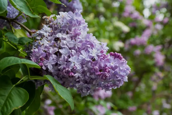 star jasmine companion plant lilacs