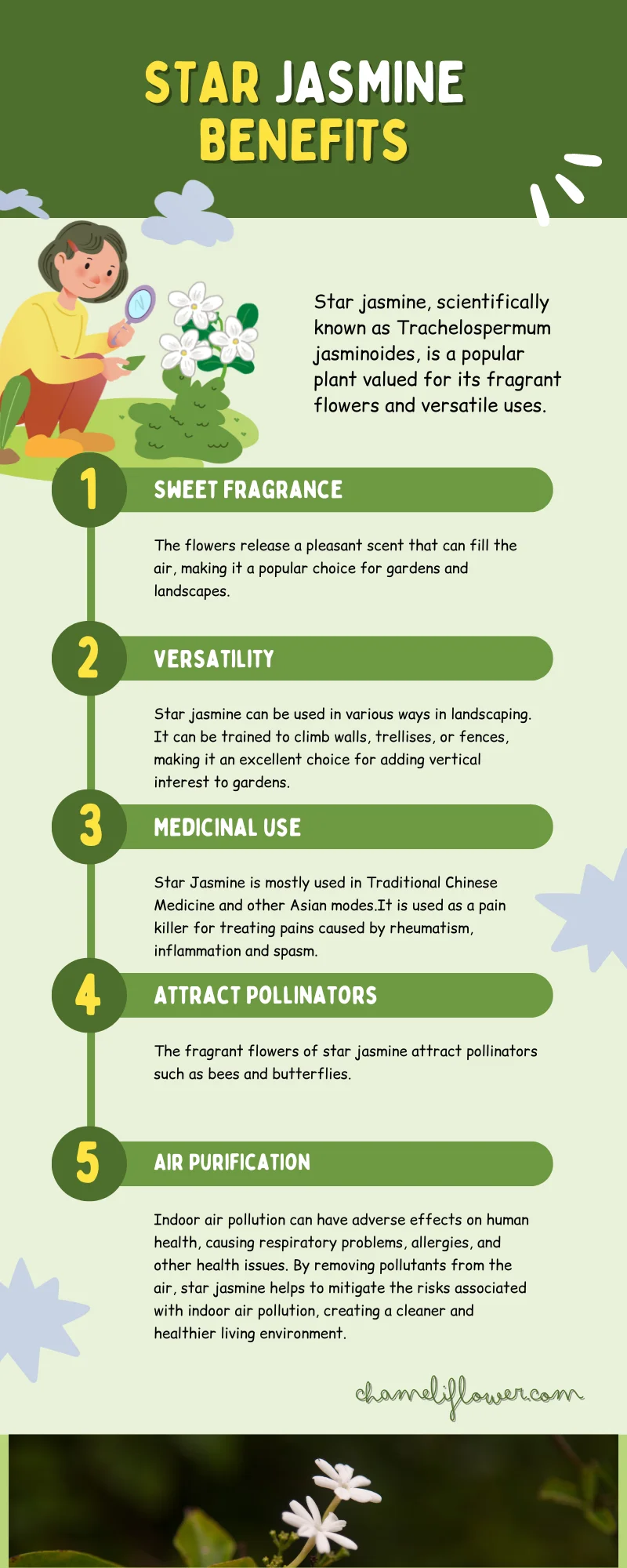 star jasmine benefits