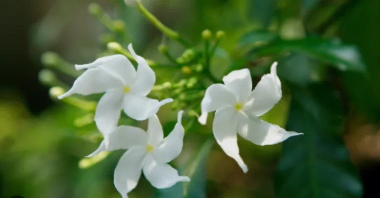 star jasmine featured image