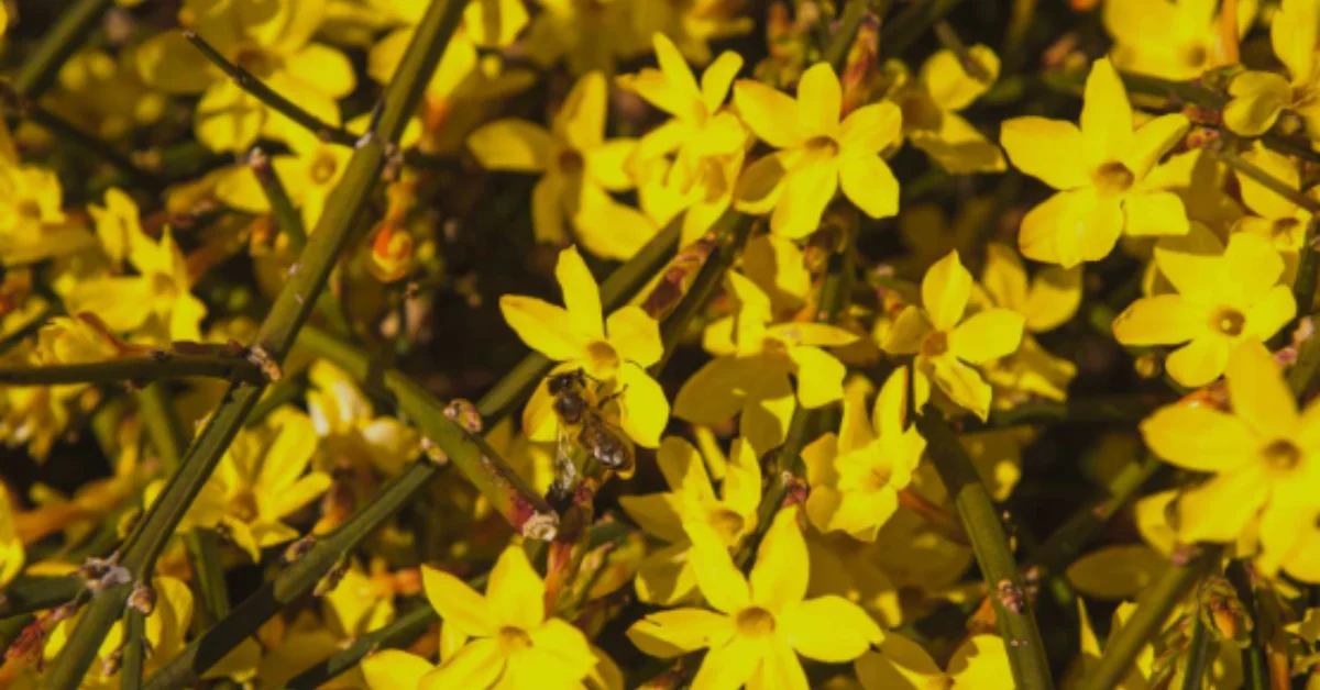 winter jasmine