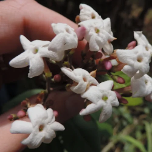 Jasminum abyssinicum flowers