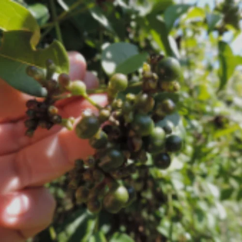 Jasminum abyssinicum fruits