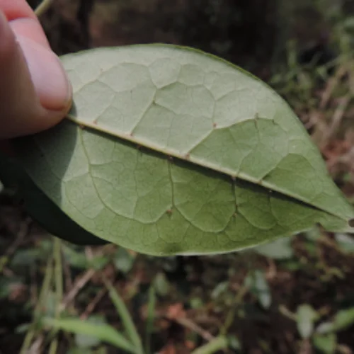 Jasminum abyssinicum leaves