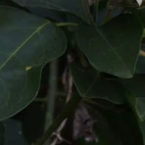 Jasminum abyssinicum leaves