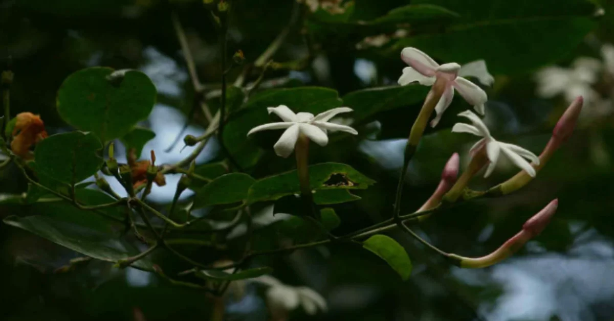 Jasminum abyssinicum