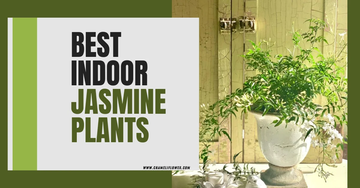 best indoor jasmine plants