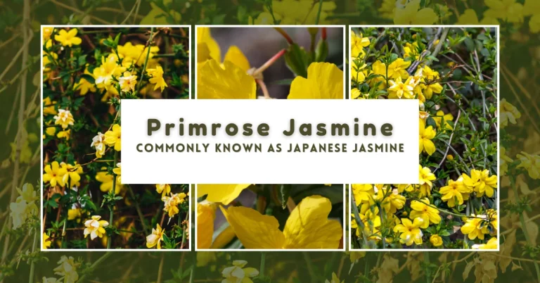 primrose jasmine