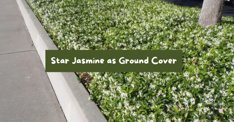 star jasmine as ground cover