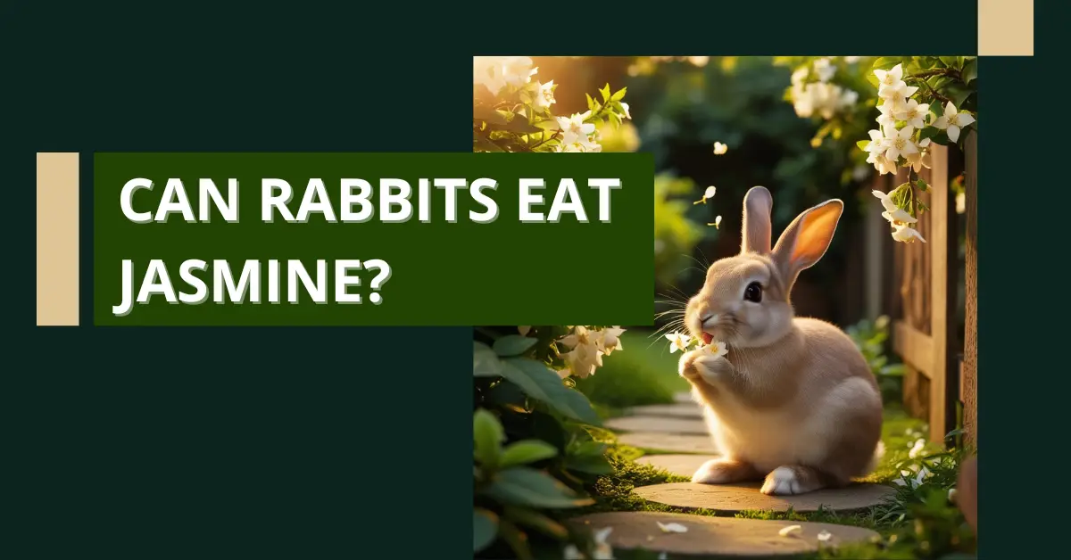 can rabbits eat jasmine