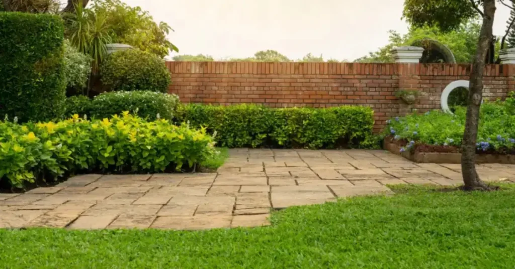 ground cover jasmine