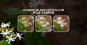 jasminum angustifolium Wild jasmine