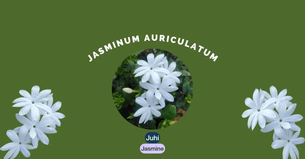 jasminum auriculatum