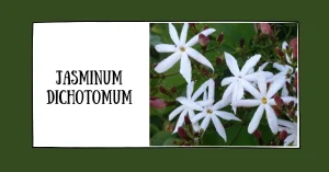 jasminum dichotomum