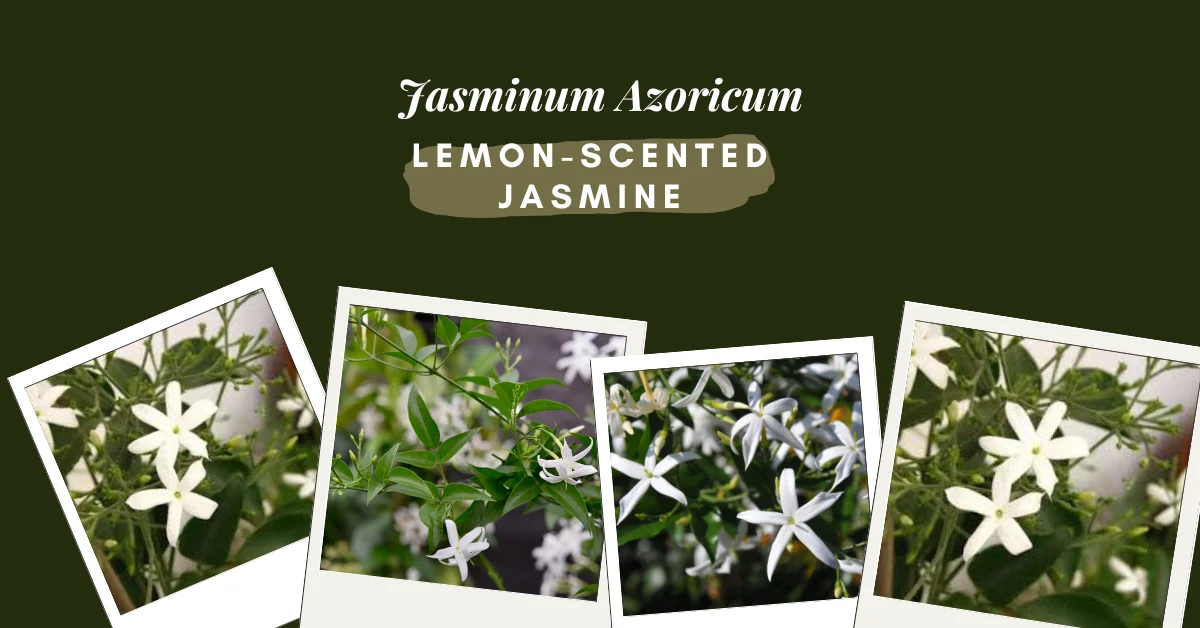 Jasminum Azoricum