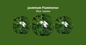 jasminum Fluminense