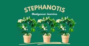 Stephanotis