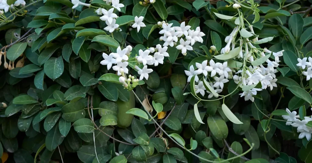 Stephanotis