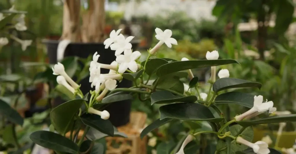 Stephanotis