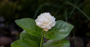 How To Increase Flowering In Jasmine Plant