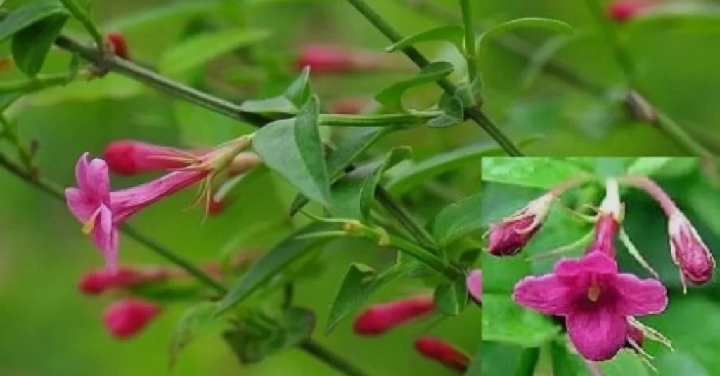 red jasmine